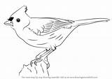 Titmouse Tufted Draw Drawing Step Birds Bird Drawings Learn Tutorials Drawingtutorials101 sketch template