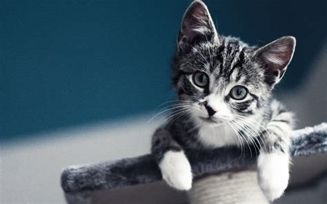 cute grey kitten wallpaper