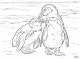 Ausmalbild Penguin Zwei Brillenpinguine Pebble Penguins Ausdrucken Supercoloring Ausmalen Pinguine sketch template