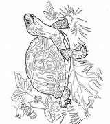 Schildpadden Kleurplaat Kleurplaten Turtles Kleurplaatjes Schilpad Stemmen sketch template