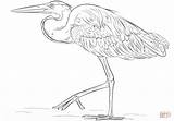 Heron Coloring Blue Great Pages Printable Drawing Paper Getdrawings Categories sketch template