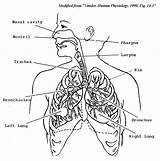 Respiratory Anatomy Organs Azcoloring sketch template