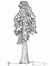 Sequoia Mammutbaum Sentinal Redwood Gigante Supercoloring Kastanien Alberi Albero Visiter Kategorien sketch template