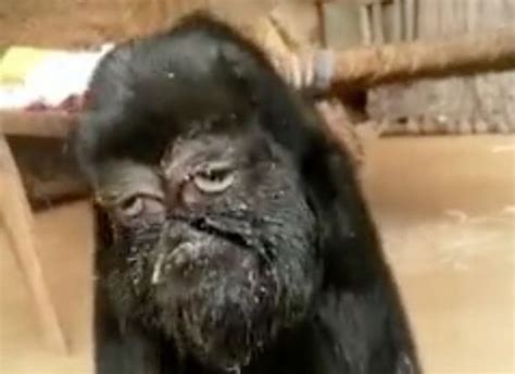goat with human face being worshipped in indian village