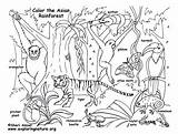 Rainforest Habitats Biomes Jungle Exploringnature Rainforests Ecosystem Learn Zdroj Pinu sketch template