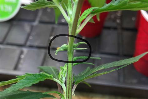 how to tell sex of cannabis plants with pictures grow weed easy