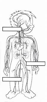 Circulatorio Humano Cuerpo Digestive Colorear Aparato Circulatory Partes Fichas Sistemas Completar Digestivo Learningenglish Respiratory Aparatos Nombres Circulatori Escolares Esquema Corazón sketch template