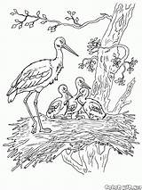 Colorkid Oiseaux Colorier sketch template