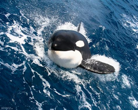 save  orcas     demolish dams crosscut