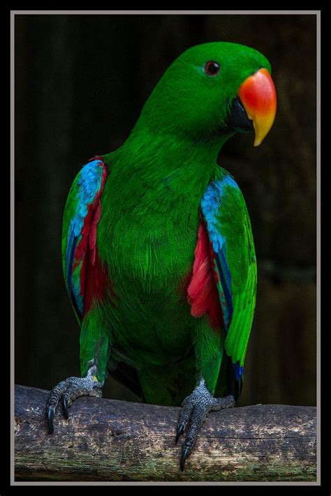 eclectus parrot  kuranda  parrot pretty birds beautiful birds