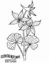 Larkspur Burke Wildflower Trillium sketch template