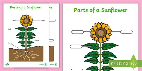 parts   sunflower labelling activity teacher