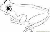 Frog Coloringpages101 sketch template