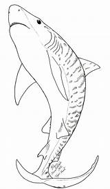 Sharks Hammerhead Haifisch Ausmalen Getcolorings Colouring Effortfulg Mako Coloringbay Khimera sketch template