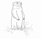 Coloring Pages Groundhog Printable Standing Drawing Groundhogs sketch template