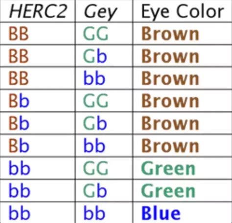eye color chart genetics images   eye color chart eye