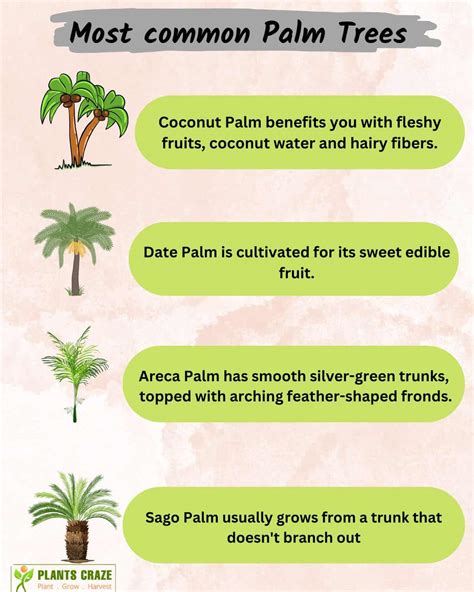 differentiate  coconut  palm trees