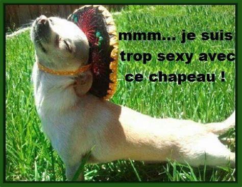 Sex de les animaux
