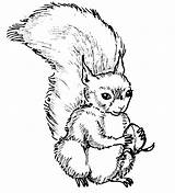 Squirrel Animalplace sketch template