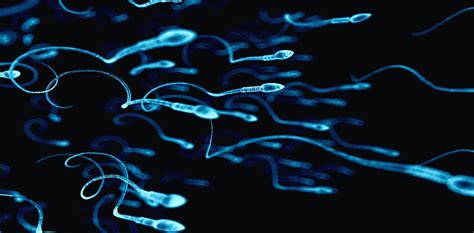 the biggest sperm come in the smallest packages and other odd facts
