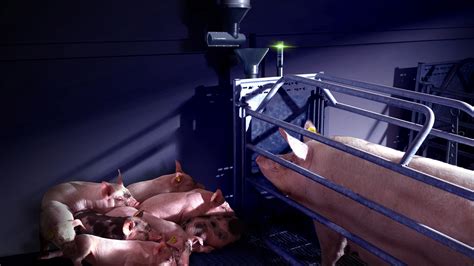 nedap activator offers demand driven feeding for lactating sows nedap