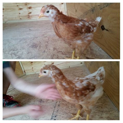 Can Anyone Tell Me What Breed Age Sex My Chickens Are Backyard