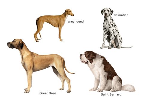 dog care training americas favorite dog breeds
