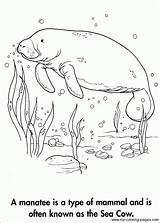 Coloring Manatee Pages Manati Para Sea Manatees Colorear Animal Sheets Book Color Kids Colouring Adult Cow Books Dibujos Animals Sketchite sketch template