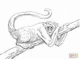Spider Monkey Coloring Getcolorings Color Hanging Pages Print sketch template