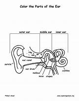 Coloring Ears Pages Ear Anatomy Human Parts Popular Clip Library Visit Kids sketch template