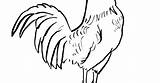 Rooster Coloring Head Pages Drawing Adults Color Getcolorings Printable Clipartmag Print sketch template