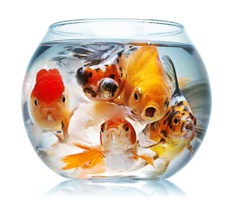 goldfish   care   goldfish fish  home aquarium tidings
