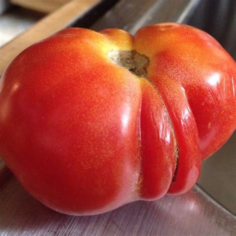 A Cocky Tomato R Mildlyinteresting