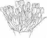 Coloring Tulip Adults Pages Tulips sketch template