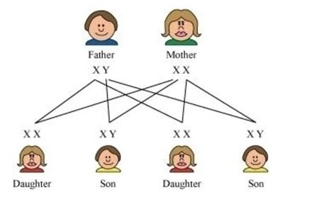 with the help of a flow chart explain in brief how the sex