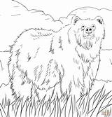 Coloring Bear Pages Alaska Woodland Grizzly Printable Bears Alaskan Color Print Animals Creature Animal Supercoloring Adult Berenstain Halloween Colorings Map sketch template