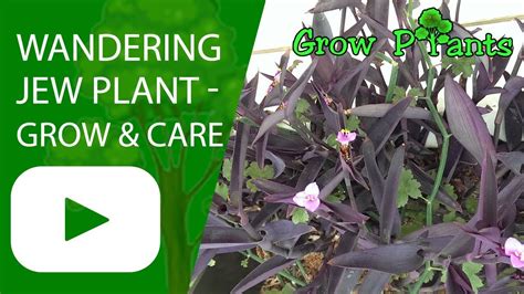 wandering jew plant grow  care easy ground cover youtube