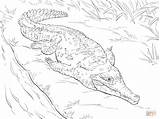 Coloring Crocodile Caiman Nile Pages Orinoco Printable Drawing Getdrawings Getcolorings Color Designlooter Print 16kb 900px 1200 sketch template