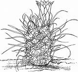 Cactus Gramma Grass Coloring sketch template