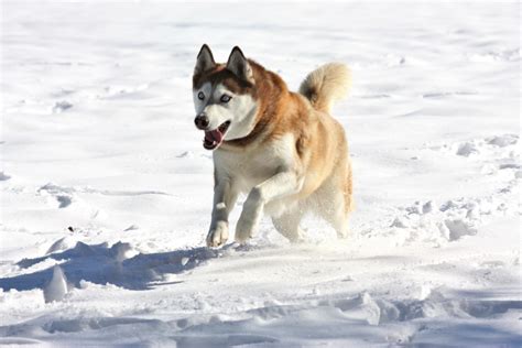 siberian husky playing  snow  stock photo public domain pictures