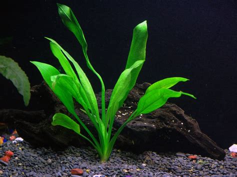 easy  aquarium plants package  kinds anacharis amazon