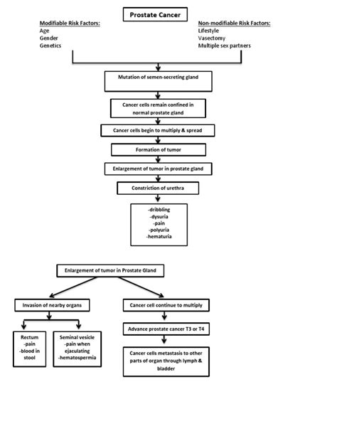 prostate cancer pathophysiology