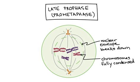 prophase  mitosis  meiosis prophase