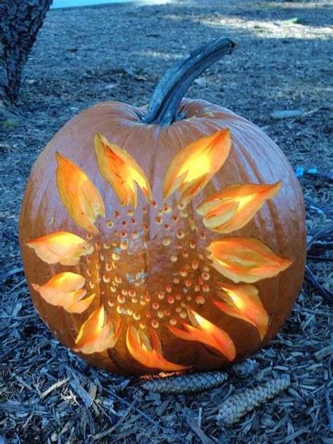 Sunflower Pumpkin Carving Wccb Charlotte S Cw