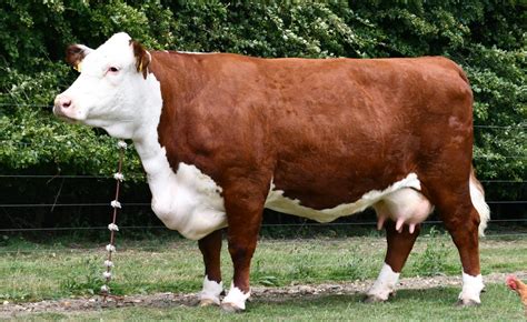 pulham herd dominates  national hereford show hereford cattle