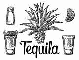 Agave Vector Clipart Tequila Illustration Hand Drawn Cactus Tequilana Sketch Alcoholic Botlle Lime Salt Glass Illustrations Clip Stock Cocktails Clipground sketch template