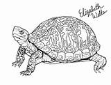 Eastern Stargazer Turtles sketch template