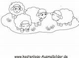 Schafe Wiese Ausmalbilder Ausmalbild Ausmalen Ausdrucken Klicke Auszudrucken sketch template