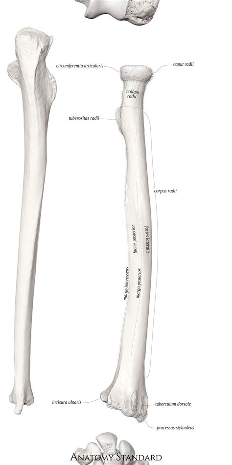 posterior aspect   radius arm bones anatomy art bones