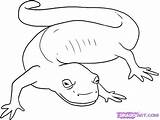 Salamander Colorat Desene Cameleon Draw Reptile Planse Amphibian Animale Designlooter sketch template